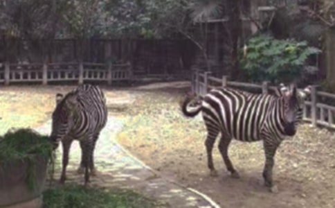 禮讓斑馬線作文