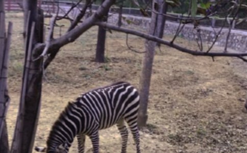 �а����g˺�N���󮋡��ɐ۵�С���R���̰�