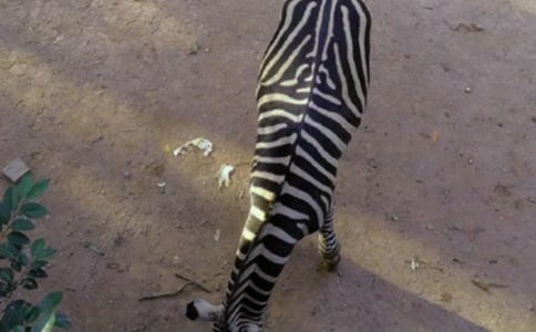 �����Y׌���R����ӳ��h��