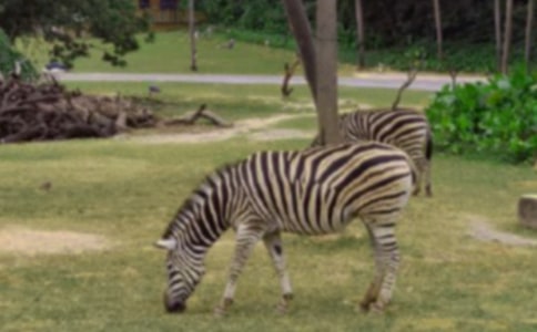 愛心斑馬線作文