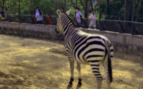 大班美術(shù)《漂亮的斑馬》教案