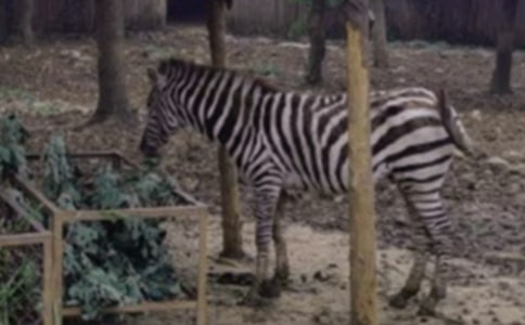 青春斑馬線作文