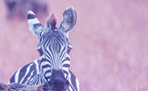 �а����g(sh��)˺�N����(hu��)�̰����ɐ�(��i)��С���R��