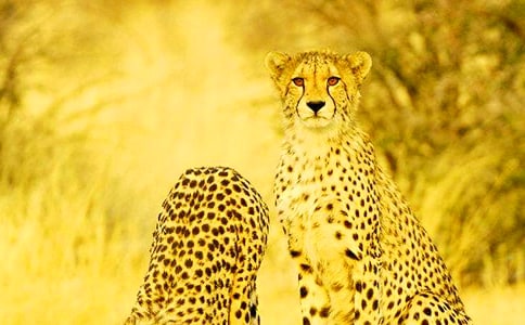 豹子的作文15篇(必備)