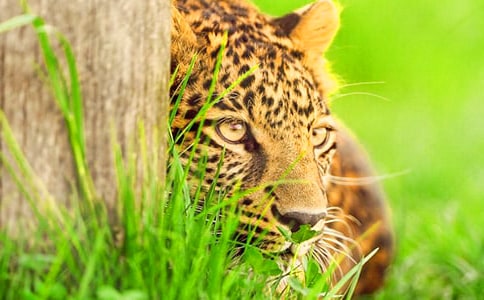 八十萬禁軍教頭,人稱豹子頭(打一水滸傳人物名)