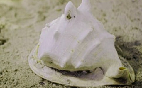 那個女孩改變了貝殼的色彩作文