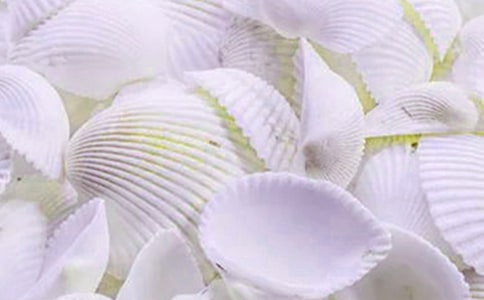 關于貝殼的作文