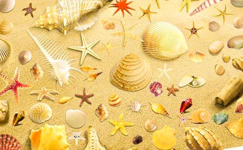 作文貝殼的啟示