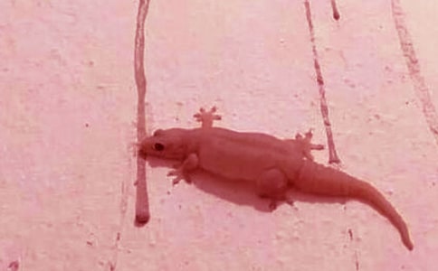 �ڻ���β����