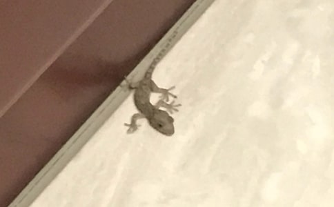 壁虎的奧秘作文