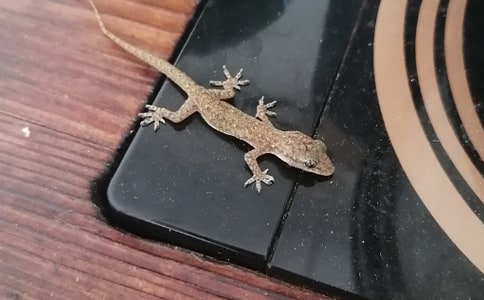 (推薦)小壁虎作文