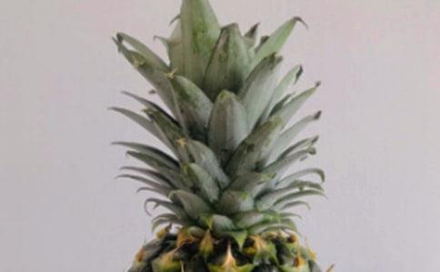 菠蘿的自述作文(常用3篇)