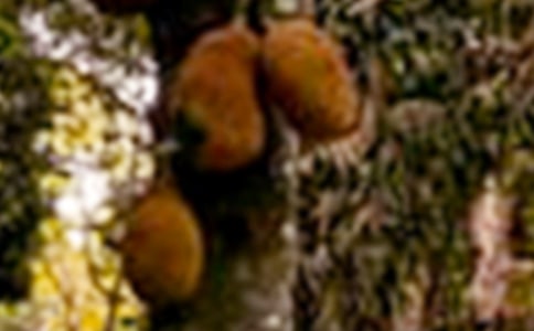 菠蘿蜜作文(共15篇)