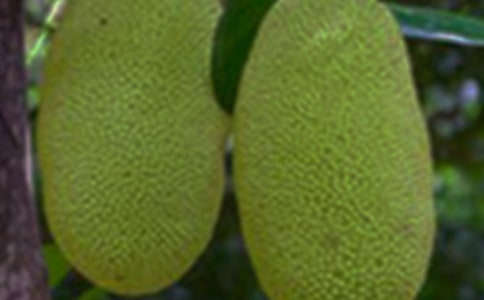 菠蘿蜜作文【優(yōu)】