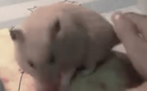 小倉鼠作文【優秀】