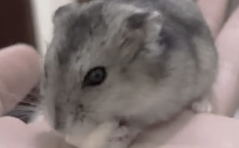 可愛的倉(cāng)鼠作文(精選)