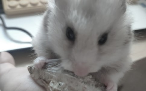 小倉(cāng)鼠作文7篇【合集】