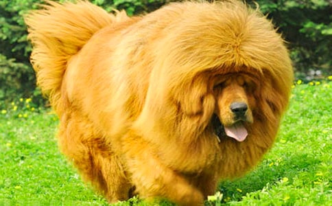 《藏獒》讀后感