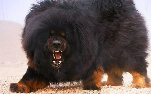 挑選小藏獒的技巧