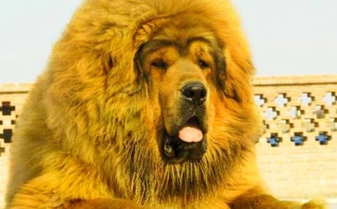 �Ї�����