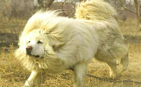 關(guān)于藏獒作文300字四篇