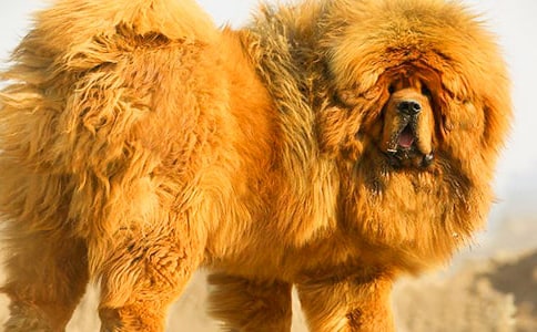 《藏獒》讀后感