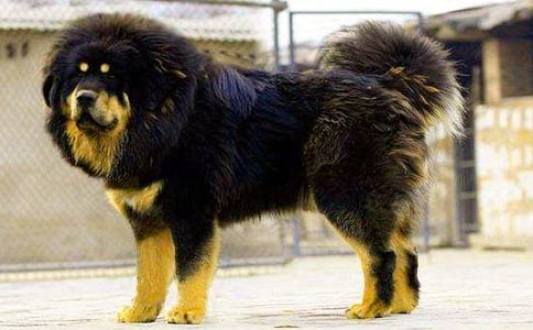 藏獒多吉觀后感