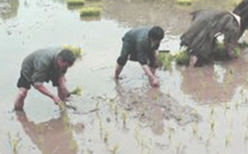 插秧的作文【精品15篇】