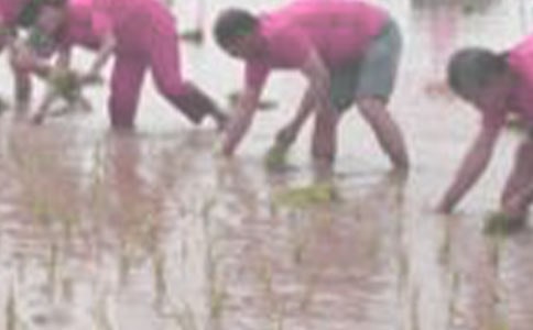 媽媽帶我體驗(yàn)插秧作文