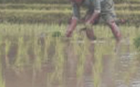 水稻機插秧苗培育及大田栽培技術