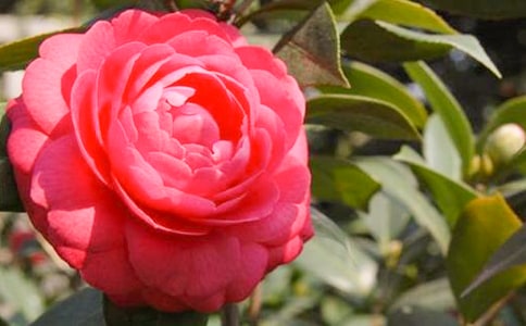 ɽ�軨����15ƪ(���T)