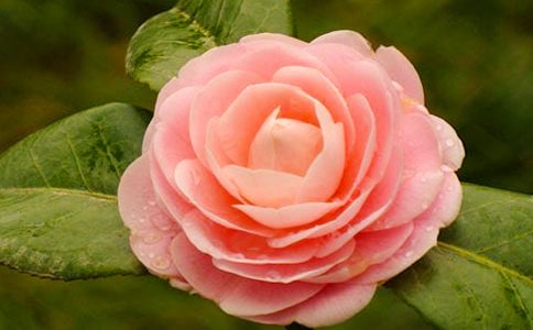 美麗的山茶花作文優選(15篇)