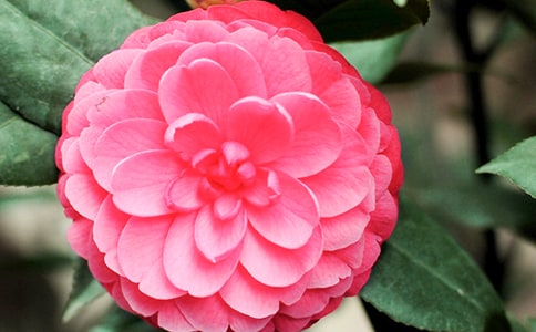 山茶花作文【優選15篇】