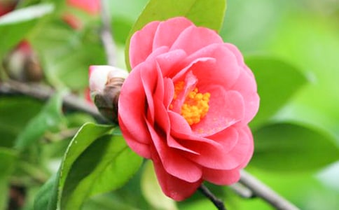 ϯĽ�ݣ���ɫɽ�軨���p��