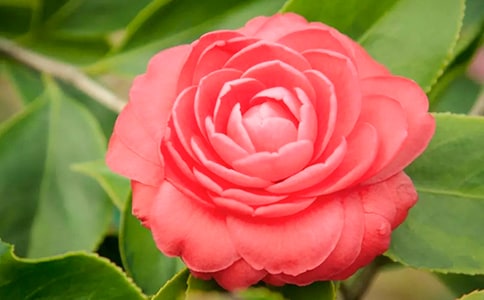 我愛山茶花作文