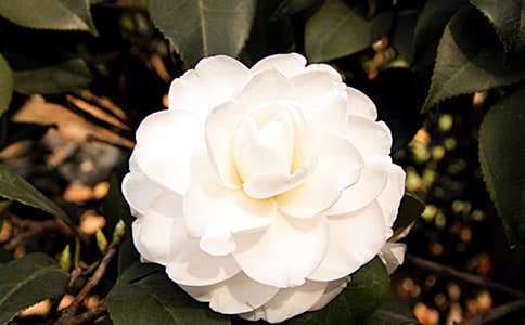 美麗的山茶花作文