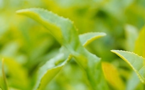 茶葉的八大功效