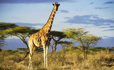 長頸鹿看圖寫話9篇【薦】