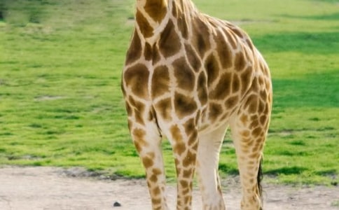 (集合)長頸鹿看圖寫話8篇