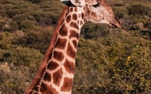 長頸鹿看圖寫話(精華9篇)