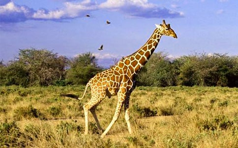 �L(zh��ng)�i¹���L(zh��ng)��������