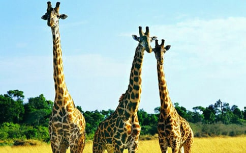 [��]�L(zh��ng)�i¹������15ƪ