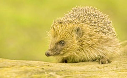 小刺猬賣糖葫蘆作文