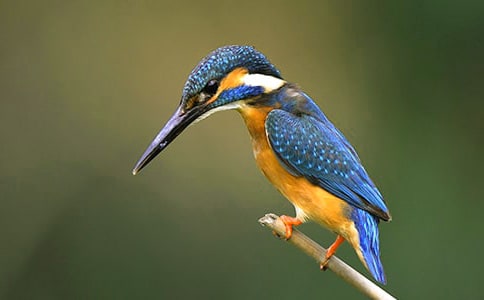 С�W(xu��)�Z�ġ����B���f�n��