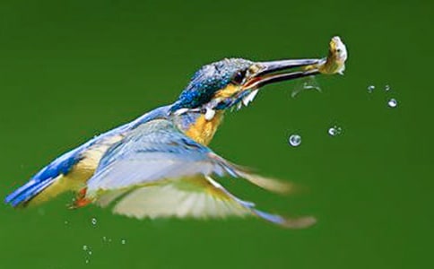 《翠鳥》的教學點評