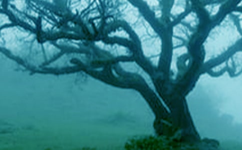 謝謝您,大樹(shù)作文