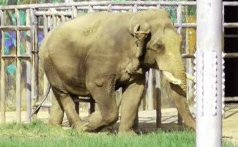 大象的自述作文