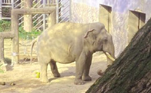 螞蟻和大象的故事28個