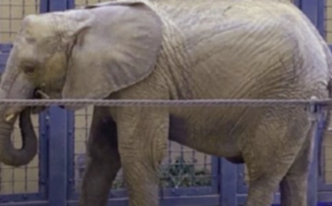 大象救小兔看圖寫話