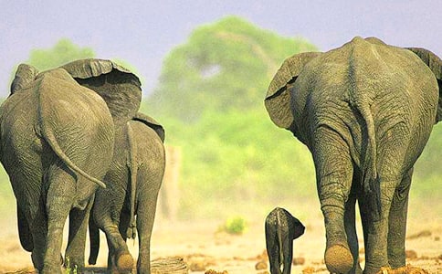 大象和螞蟻的故事錦集(9篇)